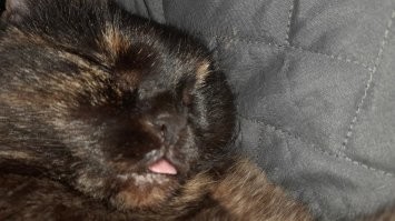 Дремлющие котики