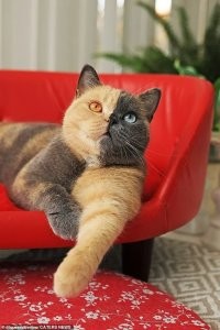 Я не говорил, что такого явления не существует. Я говорил, что в данном конкретном случае вряд ли обошлось без вмешательства человека. Посмотрите как переходит один цвет в другой ниже головы, и какая граница на голове. Будто под линейку окрашено. Знаете почему? Потому что для фоточек в инсту башка самый выгодный предмет. Тут тебе и гетерехромия и разный окрас в одном флаконе.
Дальше. Посмотрите на границу окраса на первом фото (она очень нечёткая) и на втором (опять как по линейке). Что ж случилось-то?