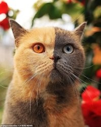 Я не говорил, что такого явления не существует. Я говорил, что в данном конкретном случае вряд ли обошлось без вмешательства человека. Посмотрите как переходит один цвет в другой ниже головы, и какая граница на голове. Будто под линейку окрашено. Знаете почему? Потому что для фоточек в инсту башка самый выгодный предмет. Тут тебе и гетерехромия и разный окрас в одном флаконе.
Дальше. Посмотрите на границу окраса на первом фото (она очень нечёткая) и на втором (опять как по линейке). Что ж случилось-то?