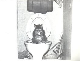 Чёрно-белые кошки: как это было