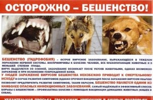 Агрессивный енот напугал мужчину