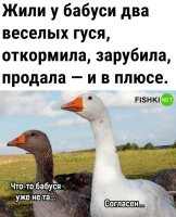 Жили у бабуси
Два обычных гуся.
Один серый, другой серый,
Прям как твои будни.