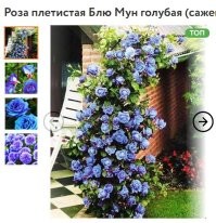 Она розовая, с легким сиреневым оттенком, но никак не голубая, как на картинке продавца.