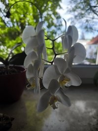 Мне подарили синюю орхидею, ярко синюю, вот это вот она, когда отцвела и пустила новую ветку. Так что на витрине магазина эти же розы могут быть вполне себе синими.