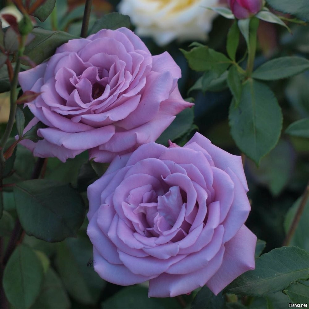 Ну, роза Блю Мун вполне настоящая. Она, конечно, не вот прямо синяя, фиолетовая, скорее, но, тем не менее.
