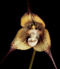 Орхидея Cara-De-Macaco