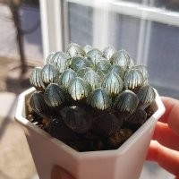Хавортия Купера (Haworthia Cooperi)