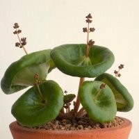 Крассула Умбелла (Crassula Umbella)