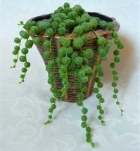 Крестовник Роули (Senecio rowleyanus)