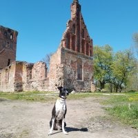 Мне через четыре месяца 50. Эта руина бывшая кирха Св. Барбары в нынешнем посёлке Храброво в Калиниградской области. Там даже сохранился кусочек старинной фрески.