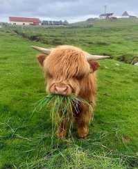 30 милейших кадров с детёнышами животных, которые поднимут настроение