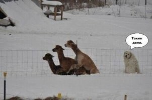 &nbsp;Намешалось&nbsp;