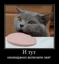 Кошки, которых поймали с поличным