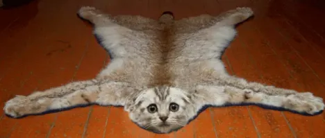 Хозяева такие, да ты достал со своими выходками))))