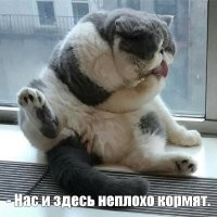 Не читайте этот пост при своих пушистых питомцах...
 Хотя...