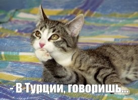 Не читайте этот пост при своих пушистых питомцах...
 Хотя...