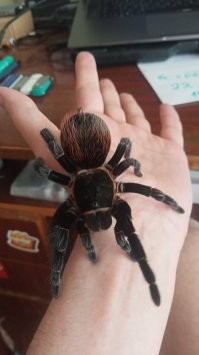 Почему на картинке бразильский паук Lasiodora parahybana  ??? у меня такой кстати дома ..