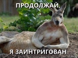 Почему кенгуру настолько ненавидят собак, что готовы их убить?