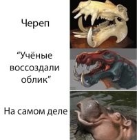 Учёные воссоздали облик неандертальской женщины по черепу