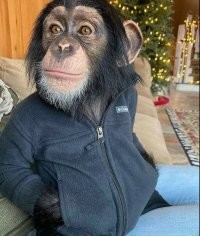 Полиция скрутила пранкера тыкающего микрофон под нос лошади Королевской гвардии