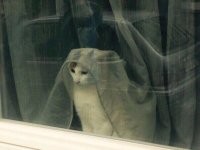 Заневестилась.
)))