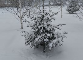 ....и май снежком  укутывал  - смотри, не замерзая!