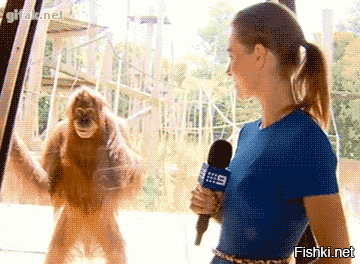 Дикий орангутан доказал, что приматы умеют лечиться с помощью фитотерапии