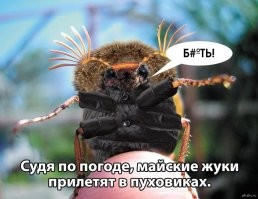 Майский жук: что вытворяет этот жук, пока никто не видит?