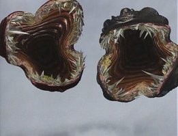 В Бурятии аномалия уничтожила опоры ЛЭП, рассчитанные на 50 лет