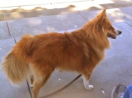 у них не хватает коргешпица - у нас такой (фотка из инета)