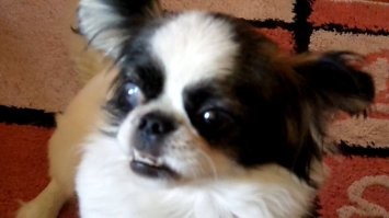 У моей знакомой собакен породы японский хин, уже даже слепой на один глаз (результат нападения кошки). Так и то, даже на такую безобидную мелюзгу полуслепую, она перед выходом из квартиры ПОВОДОК цепляет.
А этот мужик, владелец такого агрессивного тасманского дьявола, видимо не в курсе, что существует такое приспособление?
Вот фото пёселя подруги. Нахрен ему поводок, если он толком дороги не видит?