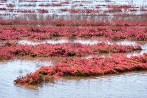 Красный пляж в Китае: загорать нельзя, можно только любоваться