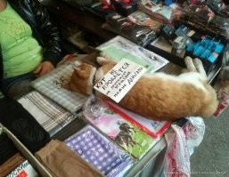 Кот наелся и спит