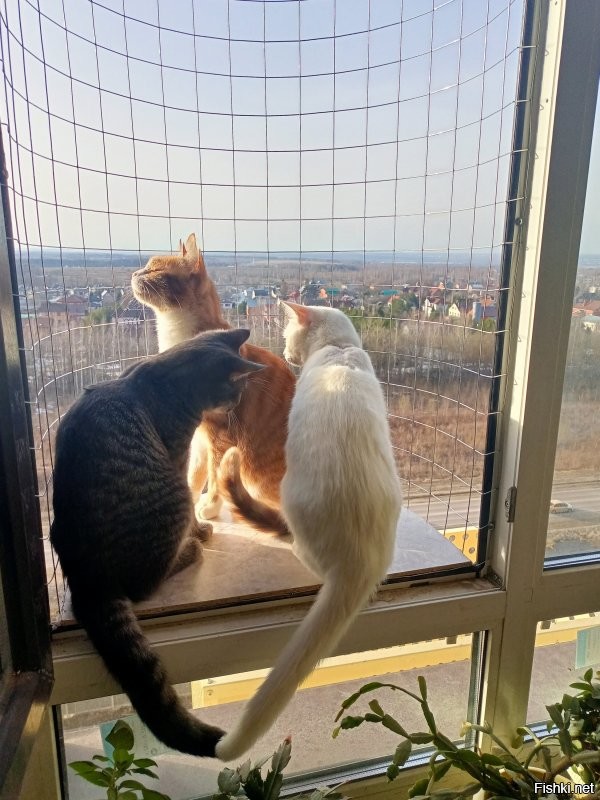 Вот коты как раз потепления ждут, чтобы на балкон понежиться. Это балкон для кошек)))