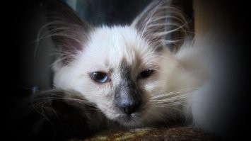 Чёрная кошка: суеверия и приметы