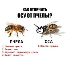 Любитель пчёл похвастался стеклянным ульем