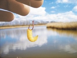 Жительница Таиланда обнаружила в носу сотни личинок