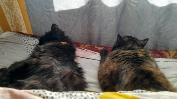 Чёрная кошка: суеверия и приметы
