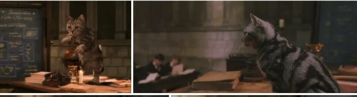 Учитель химии использует кота как указку во время лекции