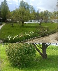 А у нас грибной снег идёт...