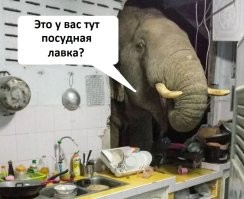 Неистовая ярость: слоны мстят людям