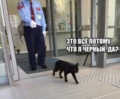 Чёрная кошка: суеверия и приметы