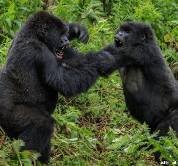 Звезды соцсетей подрались на рейсе в Нигерии