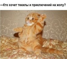 Нарушитель пойман и обезврежен
