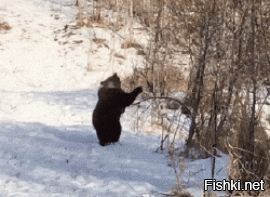 Медведица привела своих медвежат купаться в бассейне чужого дома