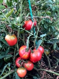 Учёные назвали 11 самых питательных продуктов в мире, которые по своей сути – чистая энергия