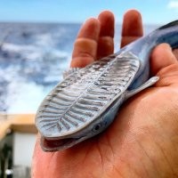 "акулы подплывают к более крупным животным присасываясь к их телу," а как присасываются то? Вроде присосок не видно...
Вот рыбу прилипалу сразу видно.