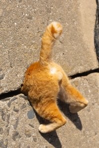 День не задался? Тогда финалисты Comedy Pet Awards поднимут вам настроение