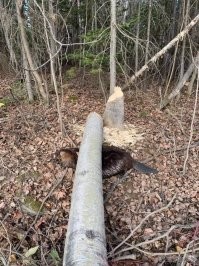 Интересный факт о бобрах