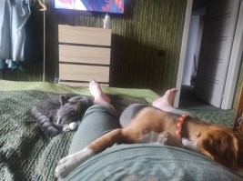 Когда жена не разрешает завести кошечку